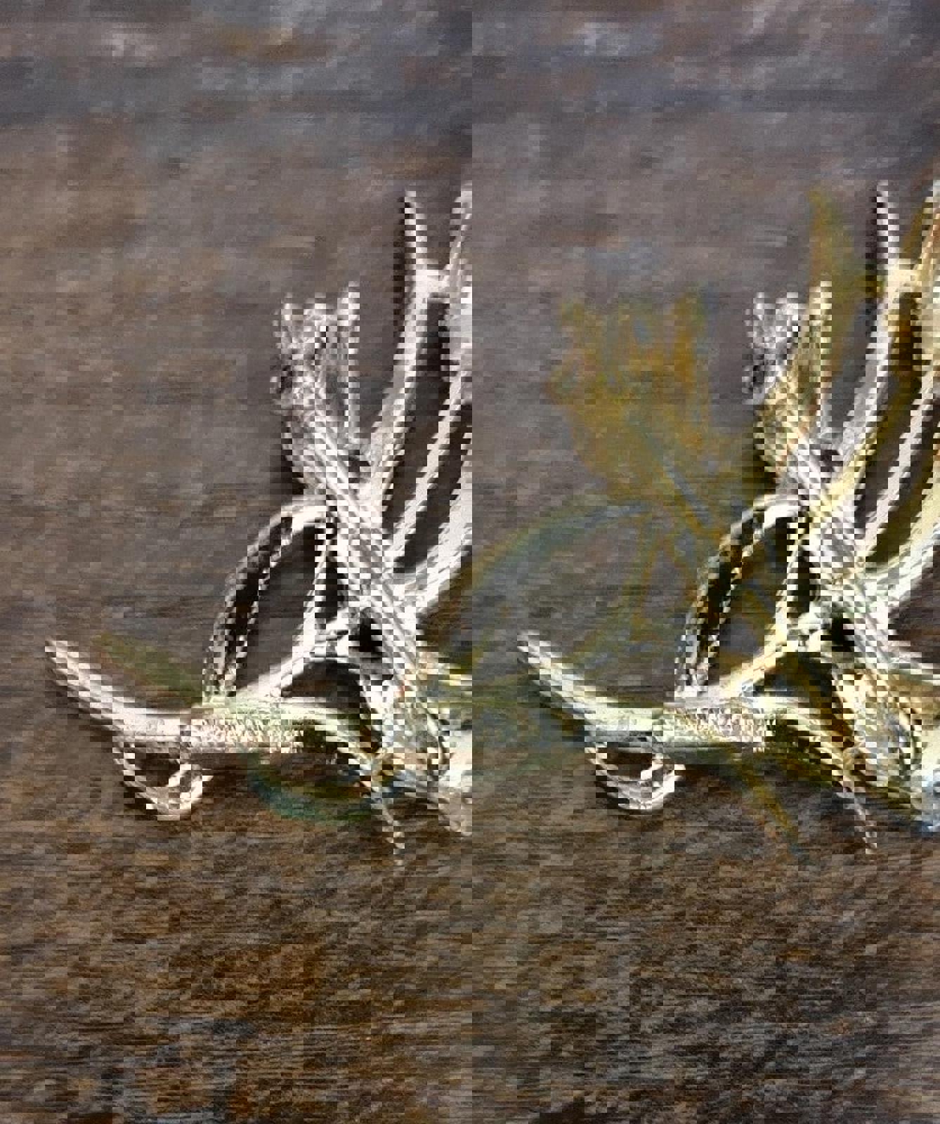 1950's White Three Tulips Enamel Brooch Signed Gerry's