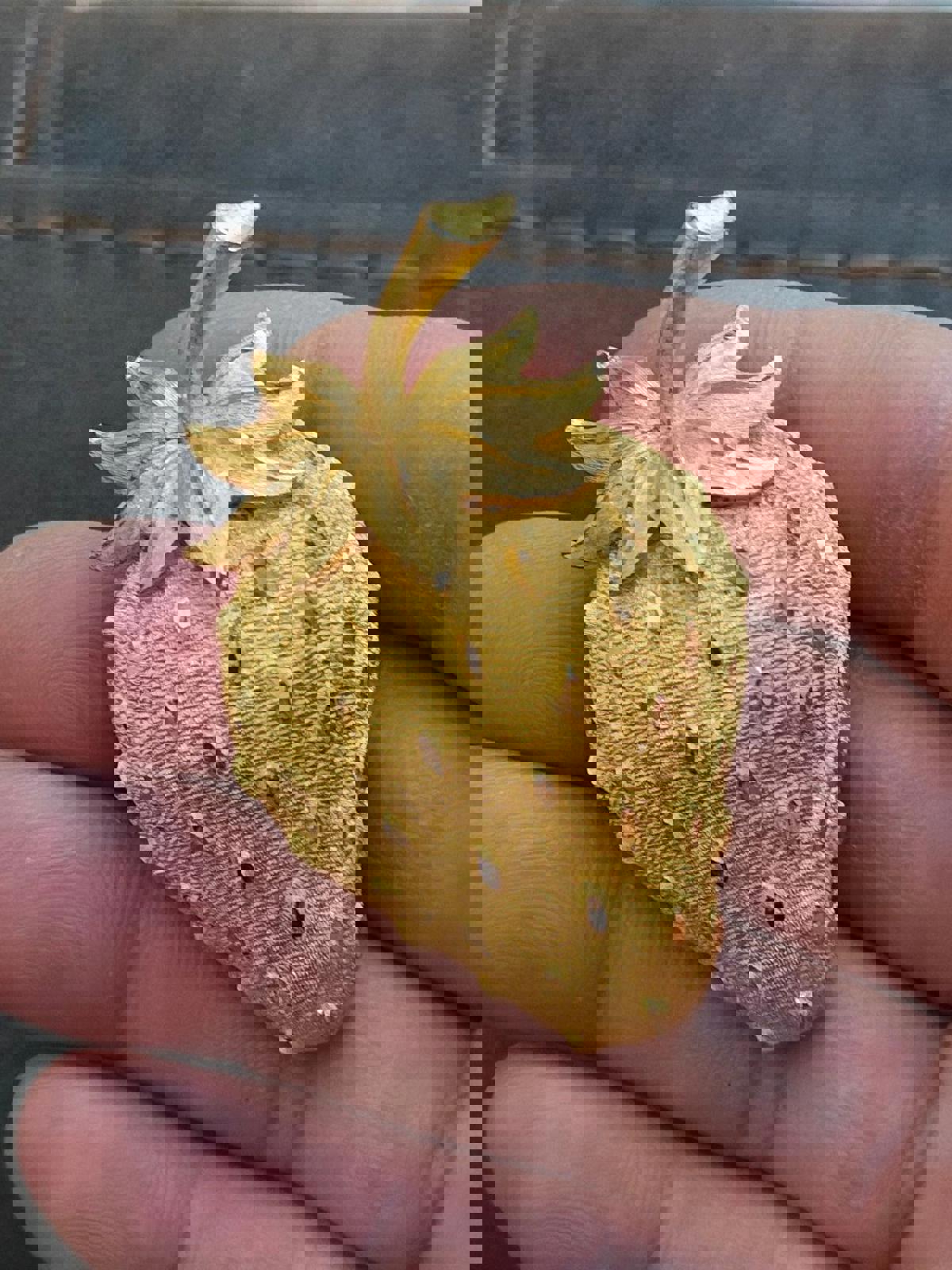 1960's Signed Mamselle Gold Tone Strawberry Brooch Pin