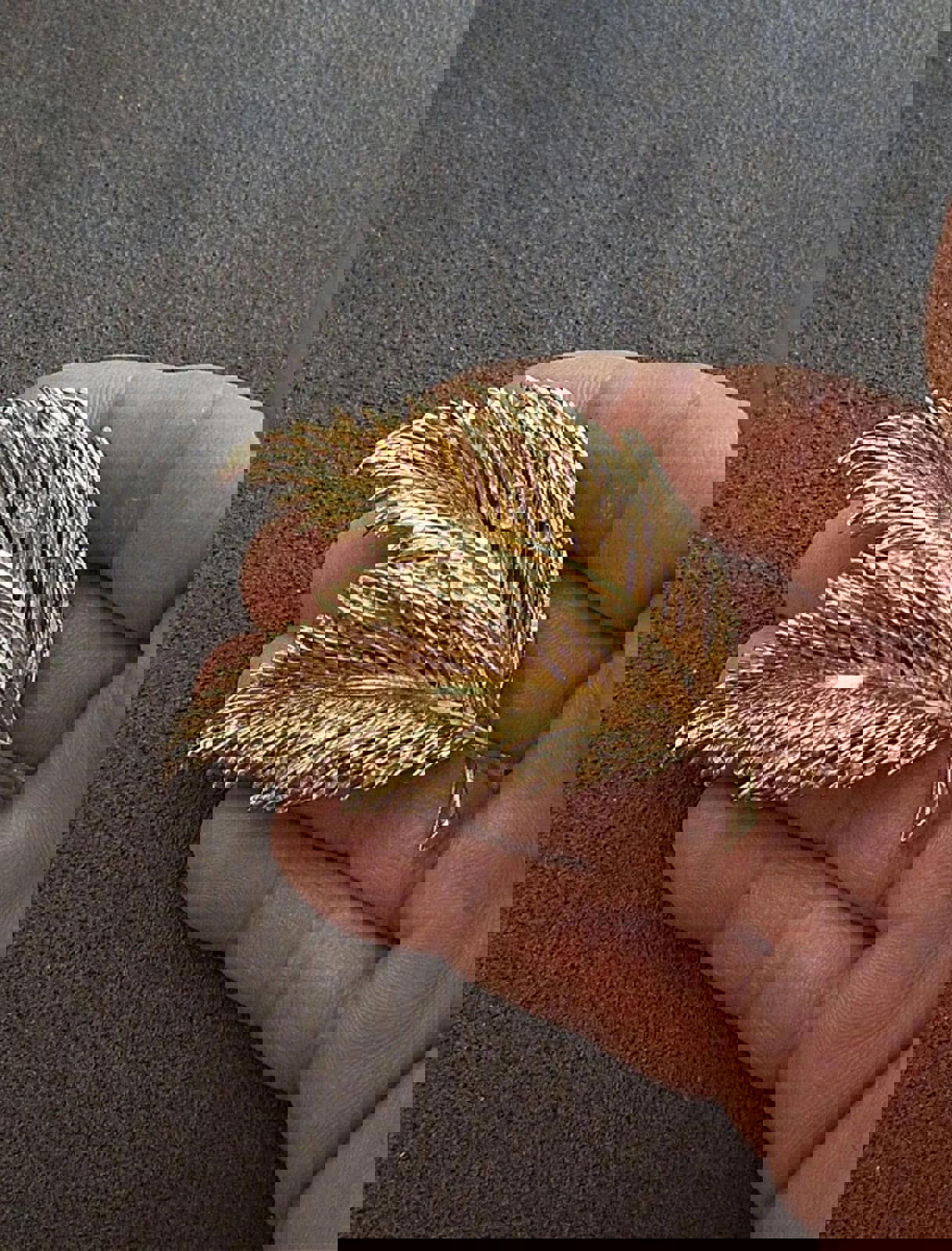 1960’s Gold Tone Two Feather/Leaf Pin Brooch